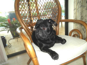 TOBY ON DINING CHAIR (2)