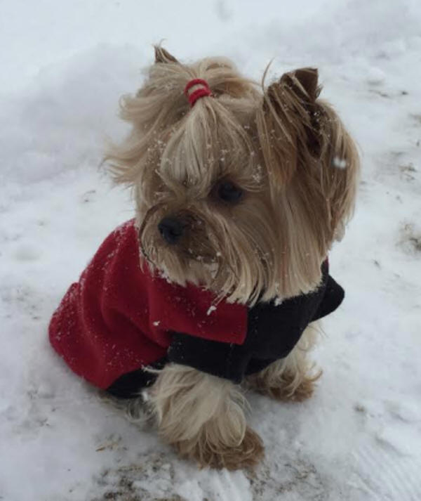 PIXIE IN THE SNOW